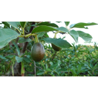 Huile d'avocat (Lavida Care) ♥ - 100 ml 