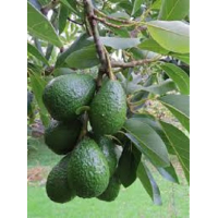 Huile d'avocat (Lavida Care) ♥ - 100 ml 