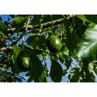 Huile d'avocat (Lavida Care) ♥ - 100 ml 