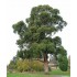 Eucalyptus Globulus - etherische olie Lavida Care ♥