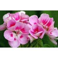 Geranium - etherische olie - Lavida Care ♥♥ - 10 ml 