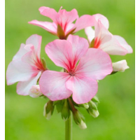 Geranium - etherische olie - Lavida Care ♥♥ - 10 ml 