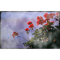 Geranium - etherische olie - Lavida Care ♥♥ - 10 ml 