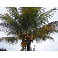 Huile de coco - Lavida-Care - 100 ml 