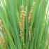 Rijstkiemolie - Lavida-Care - 100 ml 