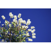 Cajeput Huile essentielle - 10 ml