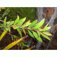 Cajeput Huile essentielle - 10 ml