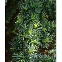 Cèdre (bois) - huile éthérique - (Lavida-Care) ♥