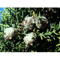 Cipres (blad) - Etherische olie - Lavida Care ♥ - 10 ml 