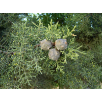 Cipres (blad) - Etherische olie - Lavida Care ♥ - 10 ml 