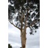 Citroeneucalyptus (Lavida Care) ♥ ♥ - 10 ml 