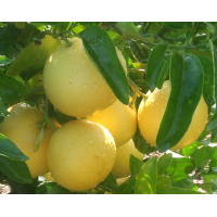 L'huile essentielle de pomelo (Grapefruit) - 10 ml 