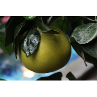 L'huile essentielle de pomelo (Grapefruit) - 10 ml 