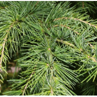 Cèdre (bois) - huile éthérique - (Lavida-Care) ♥