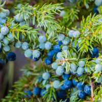  L'huile essentielle de genévrier - 10 ml 